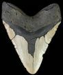 Bargain, Megalodon Tooth - North Carolina #66102-2